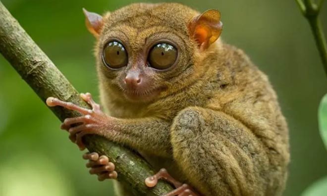 Tarsier sanctuary